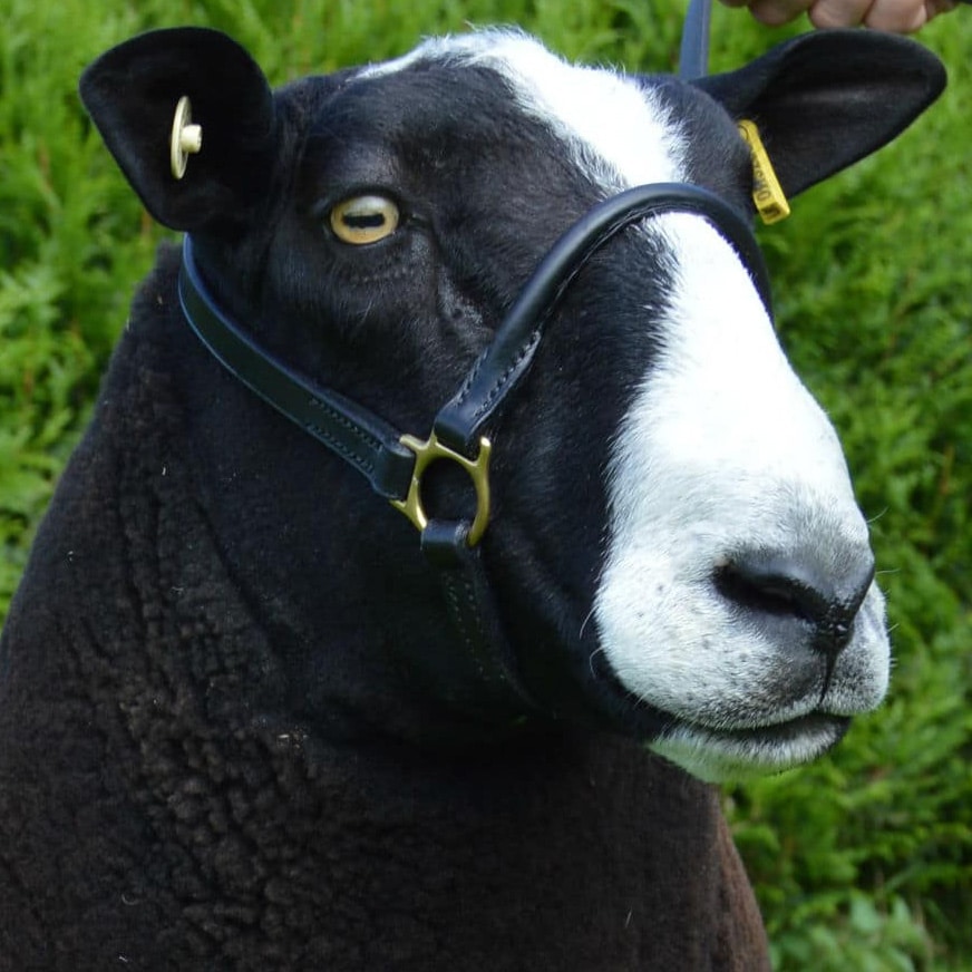 ESB Leather slip halter for sheep in black